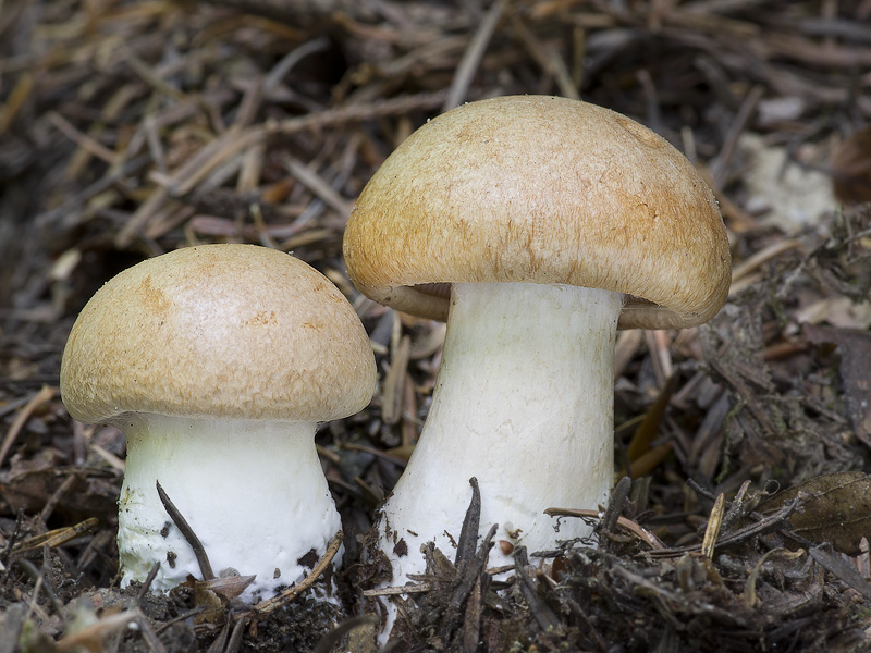 Cortinarius pseudocrassus